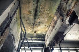 Why You Should Choose Our Mold Remediation Services in Salisbury, MO